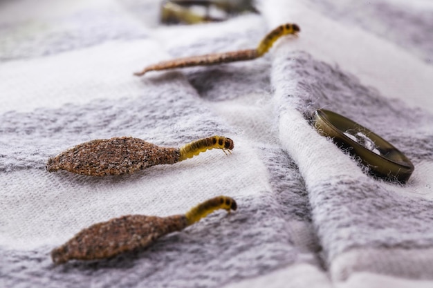 Wandmottenlarven oder Kleidermotten ernähren sich von Fell, Wolle, abgestorbenen Hautfragmenten, Haaren und Papier, durchbohren gespeicherte und alte Kleidung, die zum Nachweis benötigt werden