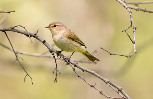 Warbler de sauce en una rama