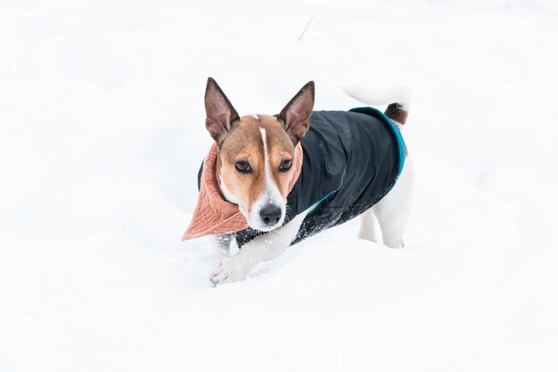 warm gekleideter hund jack russell terrier, der im winter unter schnee geht