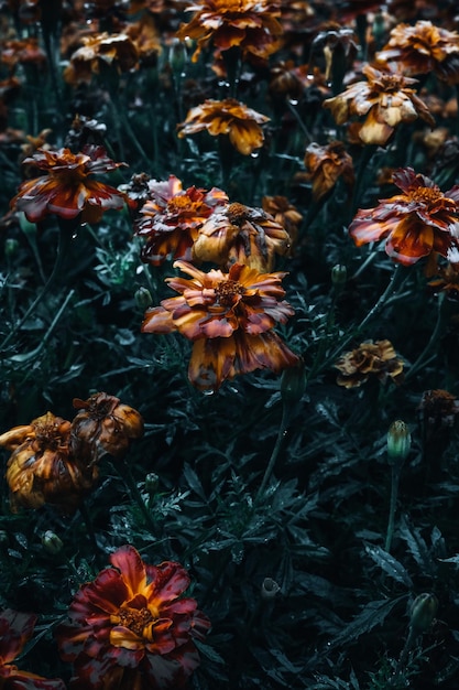 Warme Blumen in einem Garten