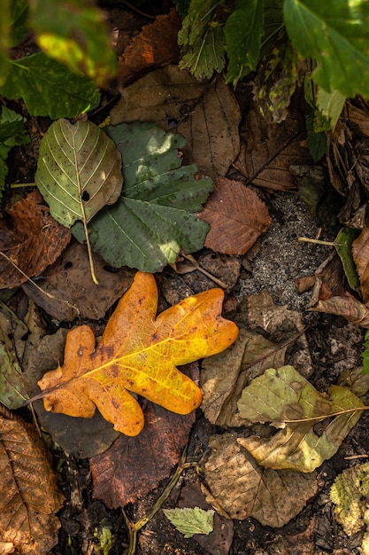 Warme Herbstfarben. Trockener Blattteppich. Im Park spazieren gehen. Muster von abgefallenen Blättern. Gemütlicher Hintergrund