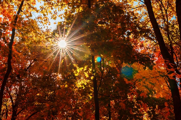 Warme Herbstlandschaft in einem Wald, mit der schönen Sonne