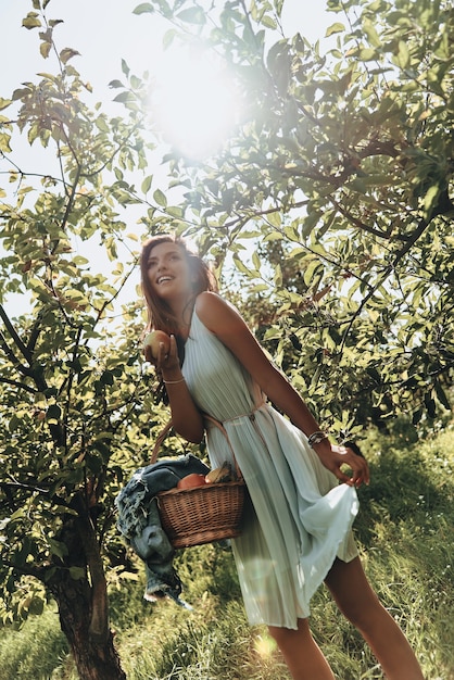 Warmen Tag genießen. Attraktive junge Frau, die einen Korb voller Äpfel trägt und lächelt, während sie im Garten steht