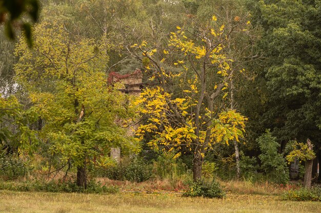 warmer friedlicher Tag im Herbstpark