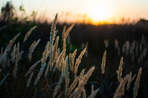 Warmer Frühlingsabend mit einer hellen, lebendigen Wiese bei Sonnenuntergang. Grassilhouette im Licht der goldenen untergehenden Sonne. Schöne Naturlandschaft mit Sonnenstrahlen. Trockenes Gras in der Sonne, Morgendämmerung oder Sonnenuntergang.