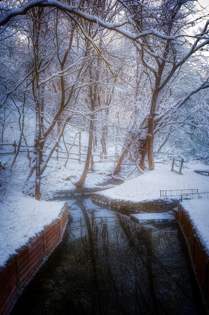 Foto warmer strom im winterwald bei frostigem wetter