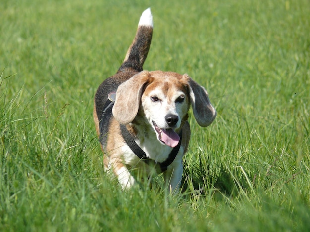 Warnhund auf grünem Feld