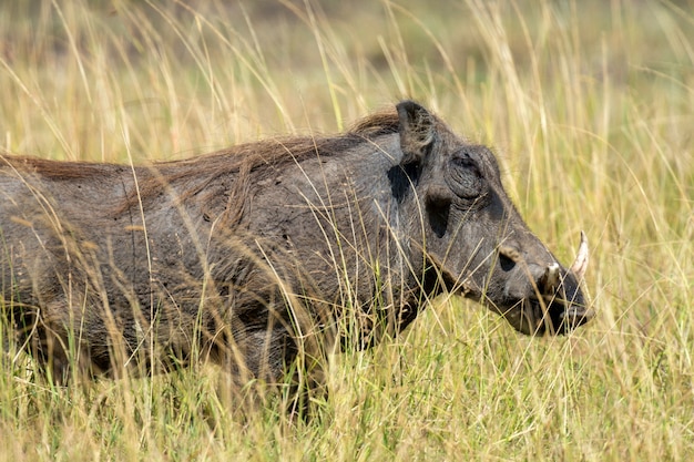 Warthog no Parque Nacional do Quênia, África