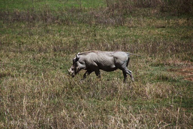 Warthog en safari en Kenia y Tanzania, África