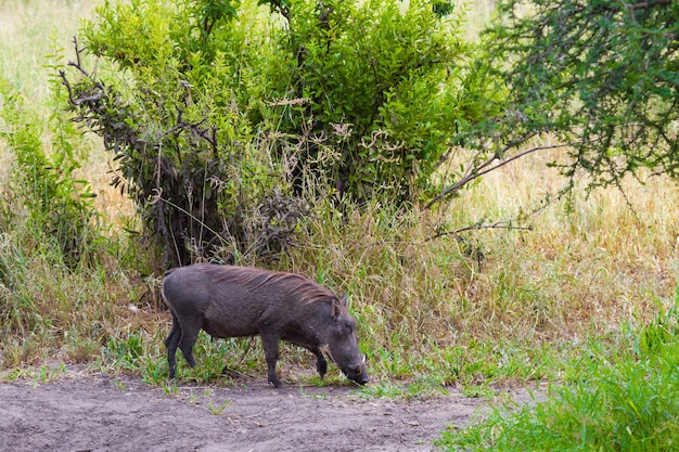 Warthog en el Tarangire. Tanzania