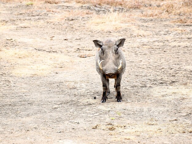 Warthoga é um animal muito esquecido.