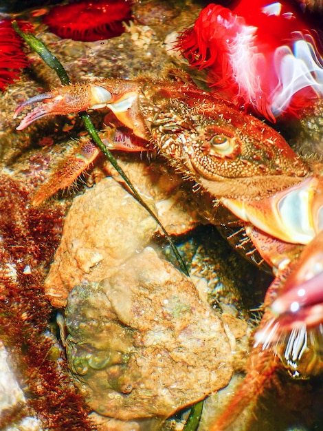 Warty Caranguejo no recife debaixo d'água