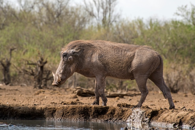 Warzenschwein am Ufer entlang