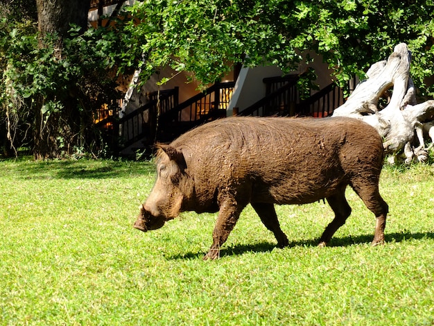 Warzenschwein in der Lodge, Botswana, Afrika