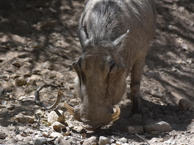 Warzenschwein mit einem Satz gekräuselter Stoßzähne an der Schnauze.