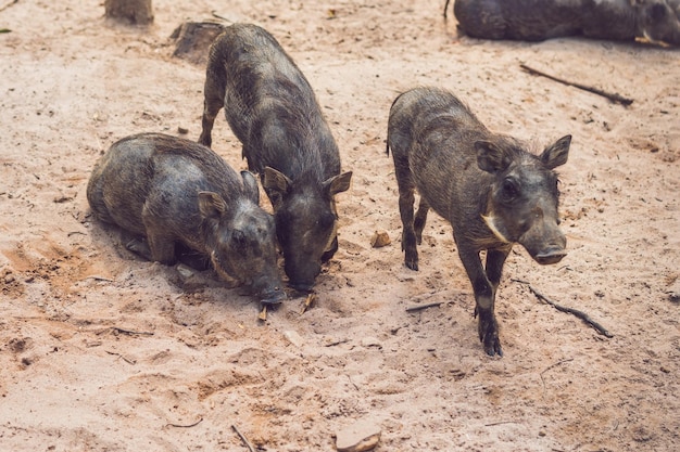 Warzenschweinfamilie ruht auf dem Boden