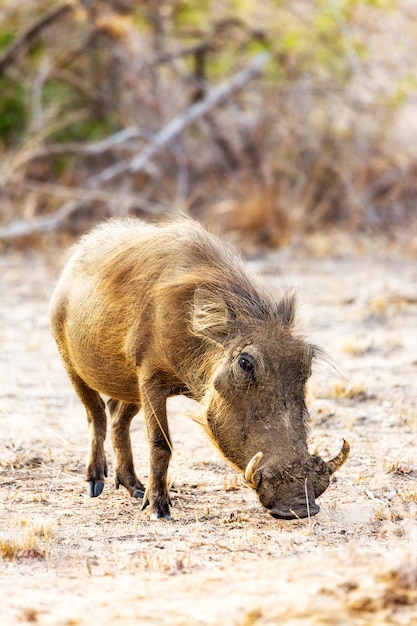 Warzenschweinweiden in Südafrika