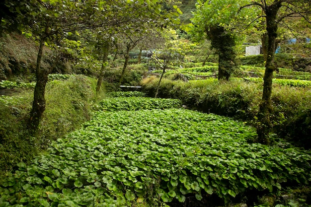 Wasabi-Farm Frischer und biologischer Wasabi auf Feldern und Terrassen in Idakaba auf der Halbinsel Izu, Japan