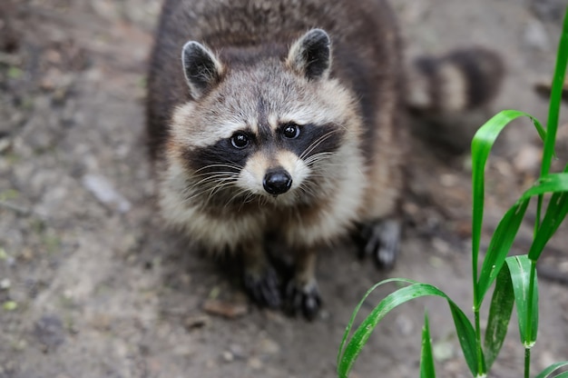 Waschbär im Wald in der natürlichen Umgebung