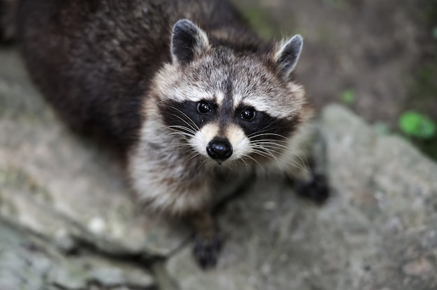 Waschbär im Wald in der natürlichen Umgebung