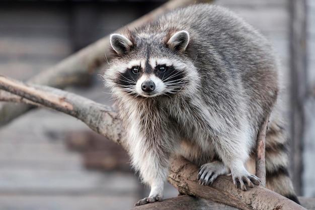 Waschbär in einem Zoo Procyon Lotor