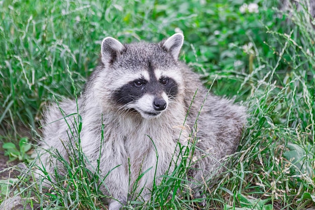 Waschbär Procyon Lotor sitzt auf dem Gras