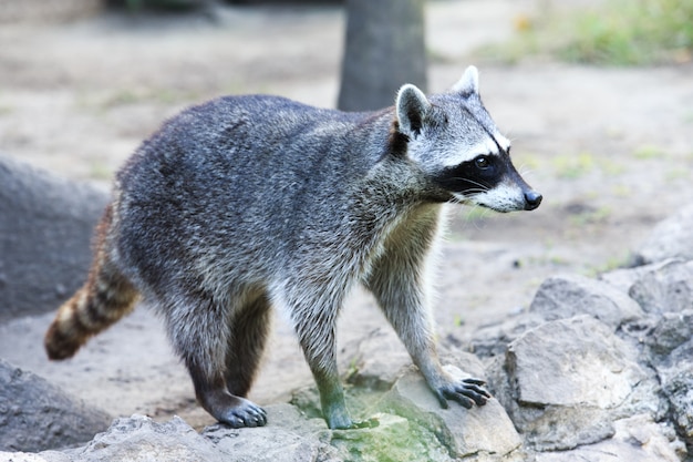 Waschbär sitzt und starrt aufmerksam