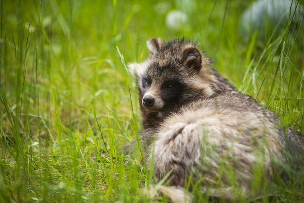 Waschbärhund, der auf Gras im Zoo sitzt