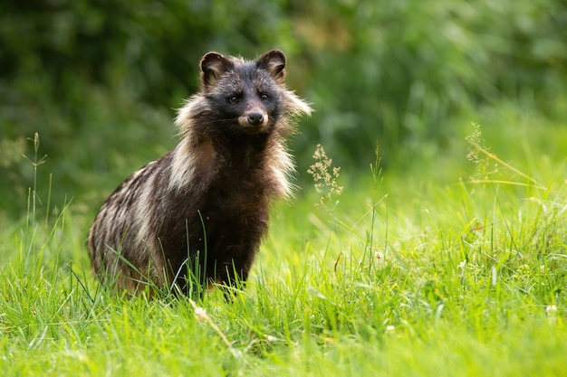 Waschbärhund, der auf Grasland in der Sommerzeitnatur steht