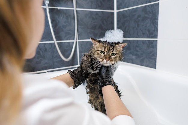 Waschen der Katze im Badezimmer Tierpflegeverfahren