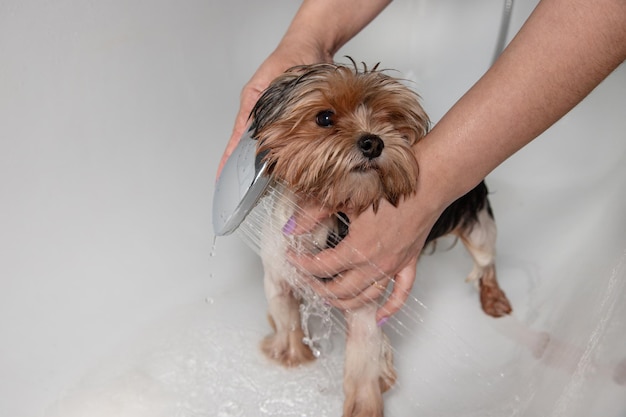 Waschen des Hundes zu Hause in der Wohnung nach einem Spaziergang Der Hund steht vor der Kamera Pflege eines Hundes