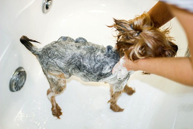 Waschen eines Yorkshire-Terrier-Hundes im Badezimmer