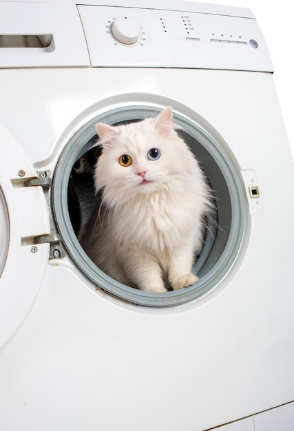 Waschmaschine und weiße Katze