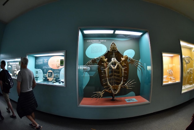 WASHINGTON DC, USA – 17. MAI 2018 – Naturhistorisches Museum voller Besucher