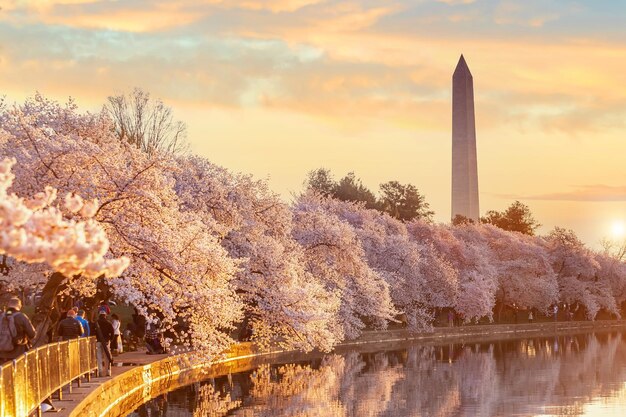 Washington Monument während des Cherry Blossom Festival Washington DC