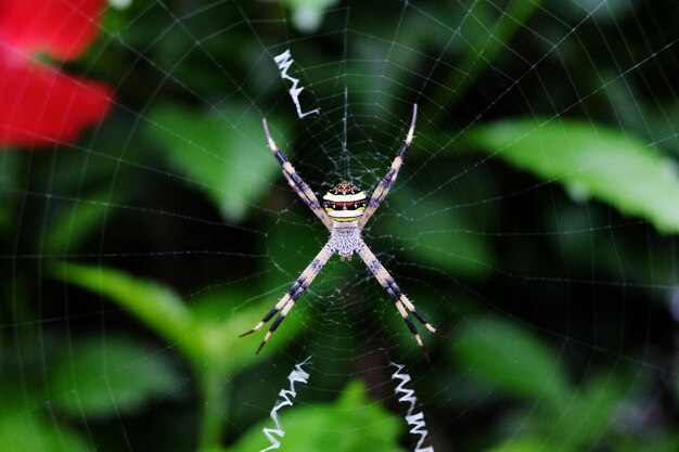 Wasp-Spinne im Netz mit Beute mit schwarzen und gelben Streifen im grünen Naturgarten-Hintergrund