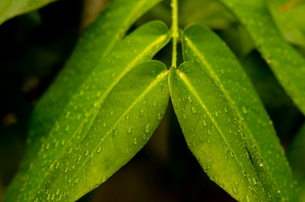 Wasser apfelgrüne Blätter mit ausgewähltem Fokus des Wasserspritzens für natürlichen Hintergrund