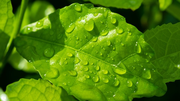 Wasser auf Urlaub Hintergrund, grünes Blatt Natur