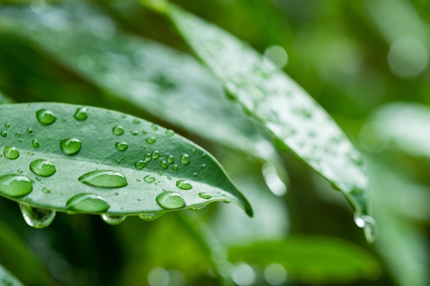 Wasser auf Urlaub Hintergrund, grünes Blatt Natur