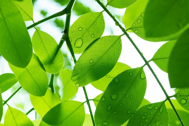 Wasser auf Urlaub Hintergrund, grünes Blatt Natur