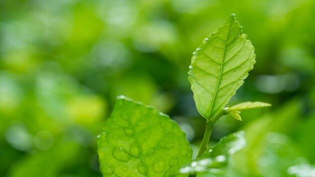 Wasser auf Urlaub Hintergrund, grünes Blatt Natur