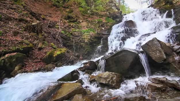 Wasser fällt über Felsen durch das dichte Farnunterholz eines Karpatenwaldes