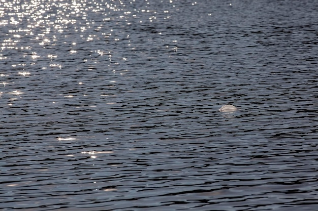 Wasser im See bei ruhigem, windigem Wetter