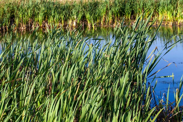 Wasser im See bei ruhigem, windigem Wetter