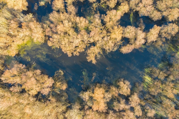 Wasser in der Mitte eines Baumes innerhalb des Auwaldes aus der Luftperspektive