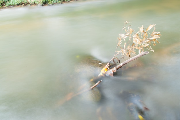 Wasser in Strömen