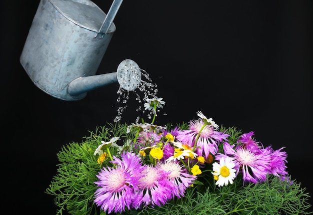 Wasser kann Blumen auf schwarzem Hintergrund gießen