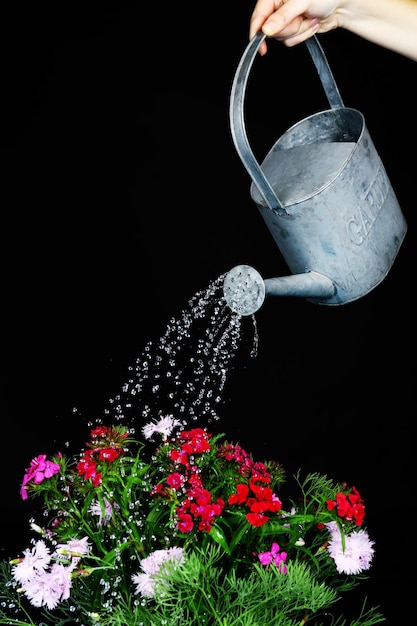 Wasser kann Blumen auf schwarzem Hintergrund gießen