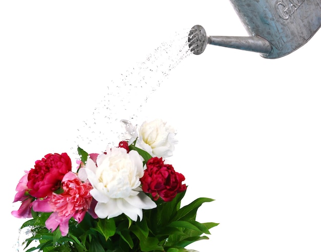Wasser kann die Blumen gießen, die auf Weiß lokalisiert werden