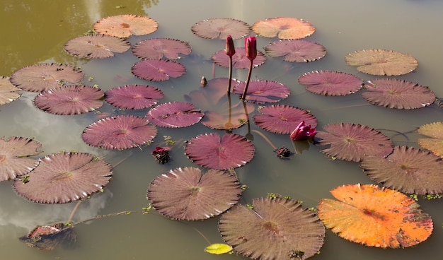 Wasser lilly im Teich